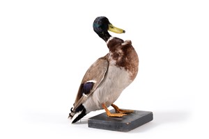 Image description is not available for 2002.5.2